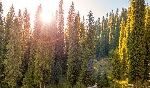 SOLAR UV INDEX MONITORING